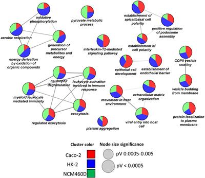 Spike S1 domain interactome in non-pulmonary systems: A role beyond the receptor recognition